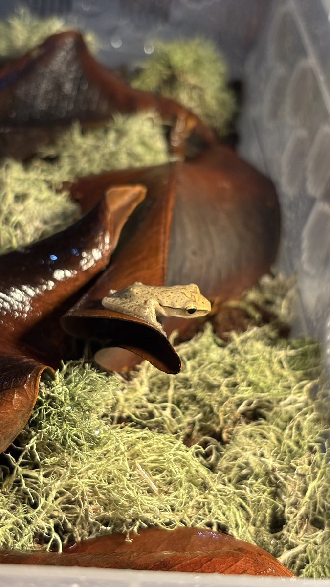 TreeFrogRex tweet picture