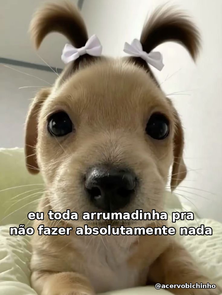 acervobichinho's tweet photo. https://t.co/MYPmWQJ6EZ