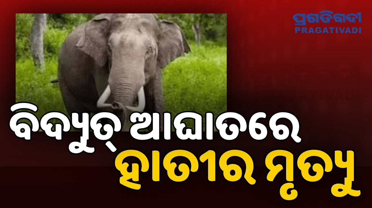 pragativadilive's tweet photo. #ସୁନ୍ଦରଗଡ଼ରେ_ହାତୀ_ମୃତ୍ୟୁ
-ସୁନ୍ଦରଗଡ଼ ଡୁମେର୍ଟା ଗ୍ରାମରୁ ୭ ବର୍ଷୀୟ ଦନ୍ତା ହାତୀର ମୃତଦେହ ଉଦ୍ଧାର
-ସୌର ଫେନସିଂ ତାରରେ ଛନ୍ଦି ହୋଇ ବିଦ୍ୟୁତ୍ ଆଘାତରେ ମୃତ୍ୟୁ ସନ୍ଦେହ
-ବ୍ୟବଚ୍ଛେଦ ରିପୋର୍ଟ ଆସିବା ପରେ ପ୍ରକୃତ କାରଣ ଜଣାପଡ଼ିବ
#ElephantDeath #Sundargarh #ForestDepartment #OdishaNews #pragativadi https://t.co/PAeZNI1O1g