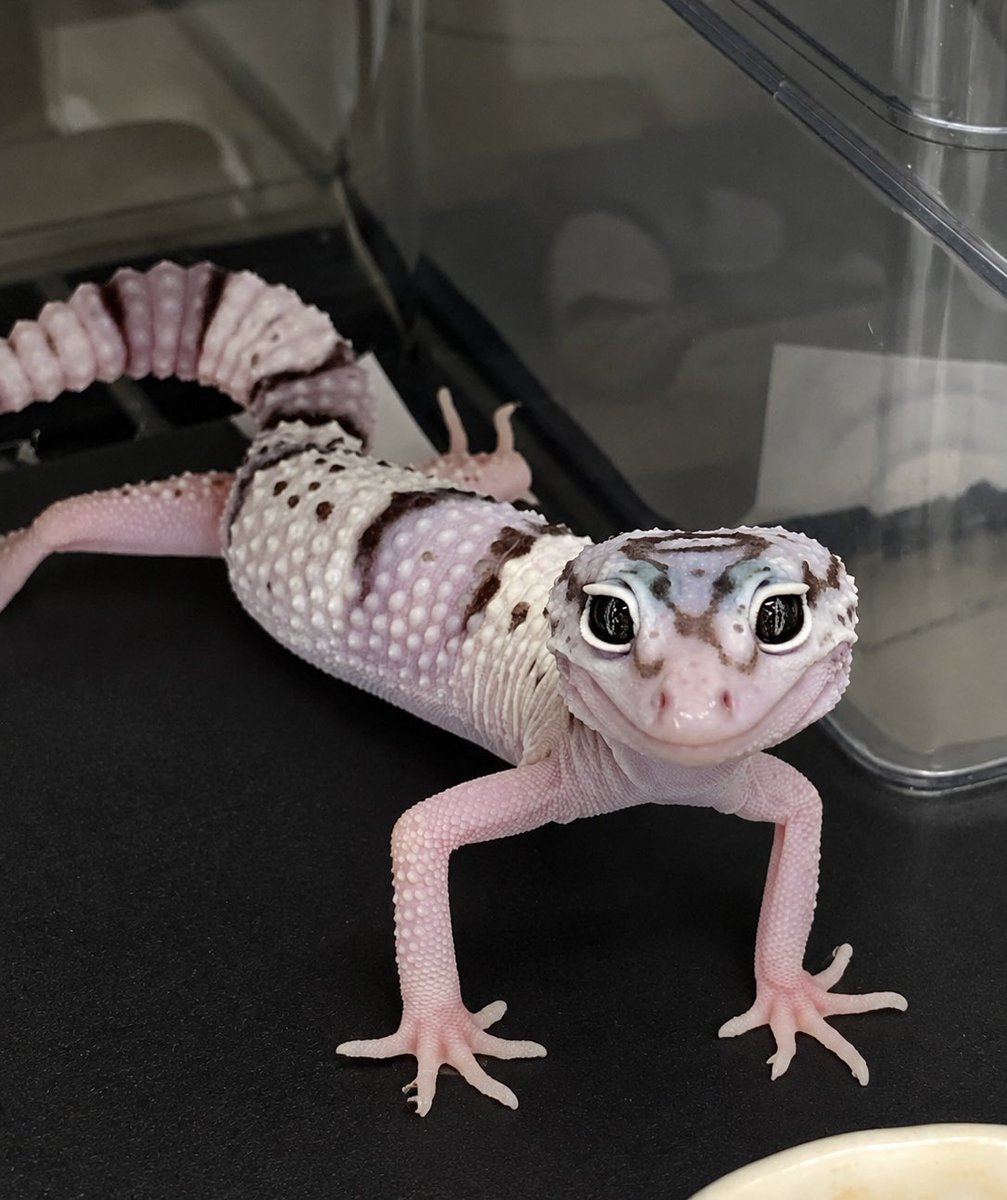 LINX_Sapporo's tweet photo. 🦎オバケトカゲモドキ🦎
✨チョガザンビール✨

当店生まれのオバケのチョガがやっと販売開始です🥺
頑張ってようやく今年販売まで来ました！
チョガは骨太でずっしり重たい体型に育ちます！
かなり育てがいがあります🥹

#爬虫類ショップLINX #オバケトカゲモドキチョガ https://t.co/LkSSnrL3m7