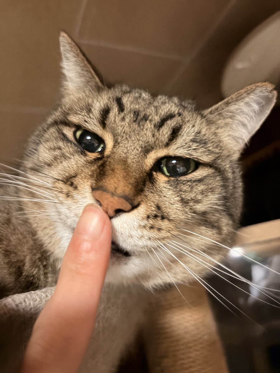 bottibeen's tweet photo. 仕事終わり&amp;帰宅
一瞬だけ落ち込んだけど猫に癒されメンタルリセットマジで2次当たって欲しいねーー‼️ https://t.co/fgUCkHXDJA