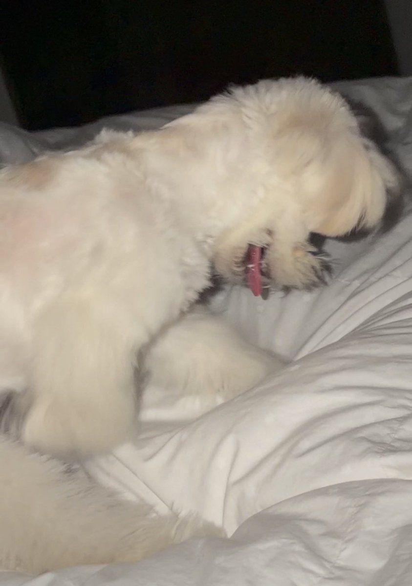 WINTER_THAILAND's tweet photo. กดรีให้ลูกหมาคึกคาบโบโลน่ากลางดึก 🐶

I vote #aespa for Fans’ Choice Female #2026MAMAVOTE https://t.co/9HeGRxKvUS