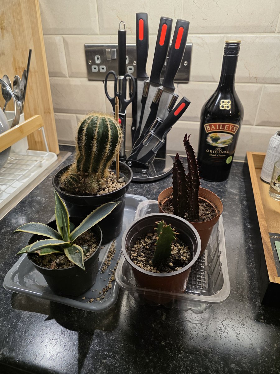 CoreyAMG's tweet photo. More li'l plants 🌵 https://t.co/kck9CqyQPC