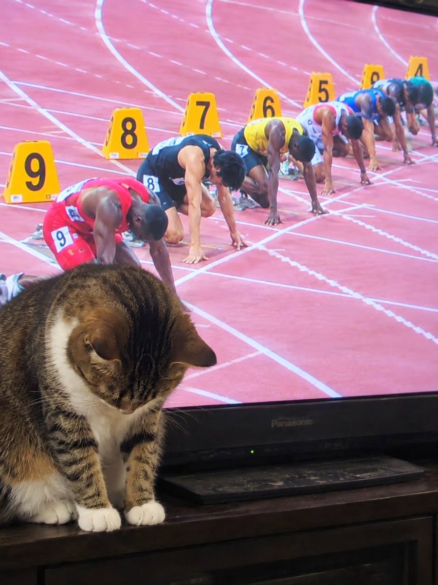 BestOfMeow's tweet photo. She’s ready to run. https://t.co/bYyiDWMaHD