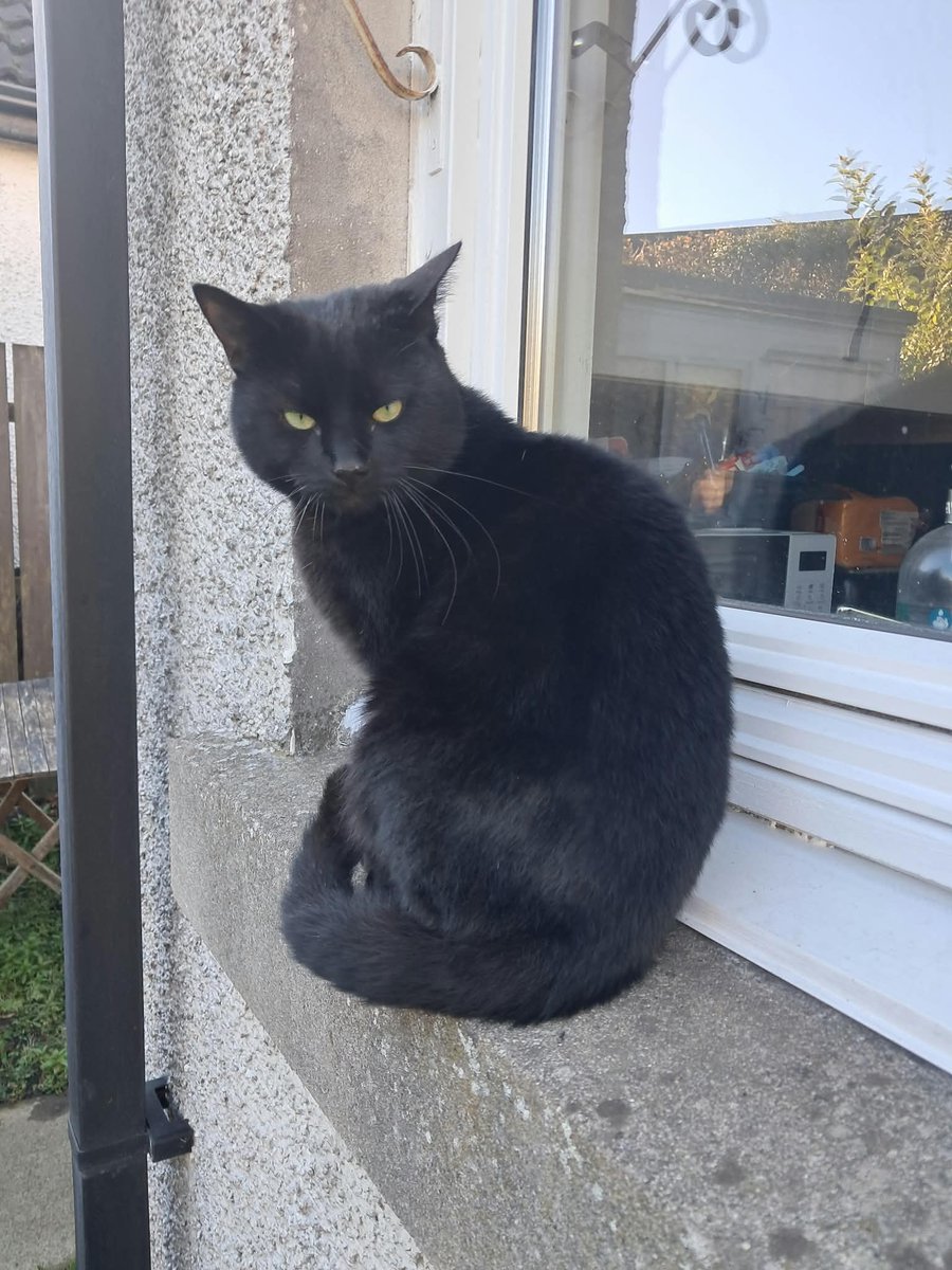 H2RScotland's tweet photo. Baxter is a male black cat, aged around 4-5 years old. He is looking for a new home as sadly he was left behind when his owner was evicted.
He has been looked after since by a cat charity and their friends, however as the colder months are now here, he would need a cosy warm home to call his own.
He is very friendly and stays close to his female carer. He will also eat anything, not fussy.
We have very limited information on Baxter due to the circumstances of his life.
He would make a great companion pet for someone who is on their own, no other pets or young kids - older children 9+ would be okay.
For more information or to offer Baxter a new home please email info@help2rehome.com