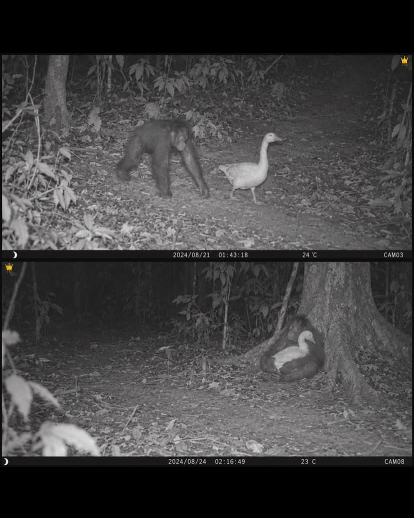 pw_gun's tweet photo. Sedih banget ngeliatnya 😭

Dalam rekaman kamera jebak, orangutan kecil ini selalu berjalan dan berdekatan bersama bebek.

Karena kesepian, orangutan kecil ini tampak memeluk sahabatnya, bebek saat beristirahat di dekat akar pohon 🥹😭 🪿🦧 https://t.co/r6sS90OFIQ