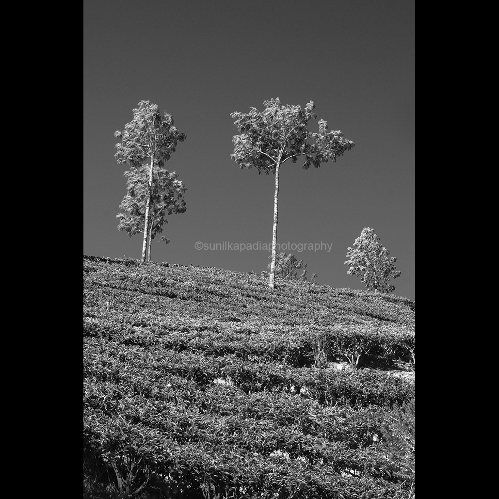 SunilKapadia19's tweet photo. SKN 6771 Standing Tall. 
Buy This Photo Art Print 
#agriculture #blackandwhite #blackandwhitephotography #teaestate #farming #teafarms #landscape #landscapephotography #blackandwhitelandscape #leaves #mountain #plantations #teaplants #sky #teagarden #trees #Munnar #Kerala #India https://t.co/KGIsWHLQ3o