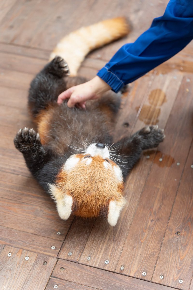 Run_RedPanda's tweet photo. ボディーチェックをしてもらう

ごろ〜んネイくん😎💙

📸2026.10
#八景島シーパラダイス
 #レッサーパンダ 
#RedPanda
#小熊猫 
#ネイ https://t.co/jNw3JLax65