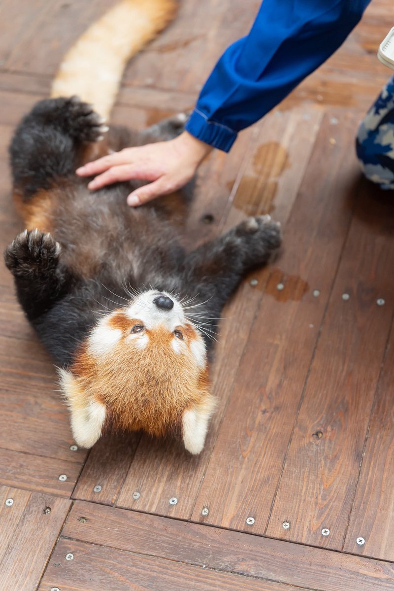 Run_RedPanda's tweet photo. ボディーチェックをしてもらう

ごろ〜んネイくん😎💙

📸2026.10
#八景島シーパラダイス
 #レッサーパンダ 
#RedPanda
#小熊猫 
#ネイ https://t.co/jNw3JLax65