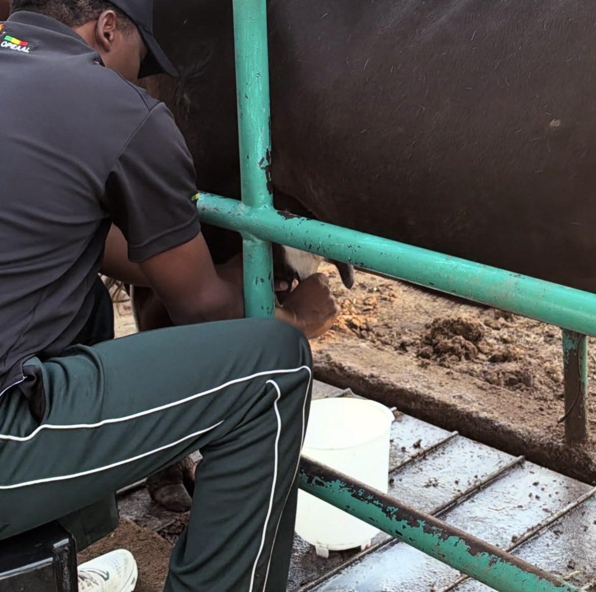 UebertAngel's tweet photo. Back in the bush! 🌿🙏🔥

I had a little time to return to the farmhouse and milk the cows before making my way back into the bush.

After more than a month in the bush, with a few permitted moments away to attend services and other engagements, I can honestly say that I am not the same person who entered the bush. God has been working on me in ways that words cannot fully explain. My heart, my perspective, and my understanding of the journey ahead have changed.

I have made mistakes in life, and I will never pretend to be perfect. But one thing I know with absolute certainty is that I have never faked my calling. Beyond the depth and beyond the height, I know the prophetic assignment and mandate God has entrusted to me. My journey has had its ups and downs, but my commitment to this calling remains firm. I am still growing, still learning, and allowing God to work on me from within.

I know, with absolute certainty, the mandate God has given me to carry on this earth. This season is about surrender, spiritual growth, prayer, and becoming a better vessel for the work ahead. God will also reveal more about why he told me to never completely leave the bush. It will be clear but I am seeing many things.

As I continue this journey, I ask you all to keep spreading the fire of prayer. Wherever you are, please pray for me too. Pray for my strength, humility, discernment, and the grace to remain faithful to my assignment.🔥🙏

Above everything else, I choose love. No wars, no unnecessary arguments, no hatred, and no fighting with anyone. I want to walk in peace, show kindness, and reflect God's love in the way I treat others.

I love you all, and I love everyone God loves. ❤️

I entered the bush one way, and I continue this journey as a changed man. I am not claiming to be perfect; I am saying that I am growing, learning, and allowing God to shape the person I am becoming. My desire is to walk in greater humility, love more deeply, and remain faithful to the prophetic assignment God has entrusted to me.

Keep praying. Keep loving. Keep the fire burning.🔥 🙏

May God's love, grace, and peace be with you all, wherever you are. 🙏
