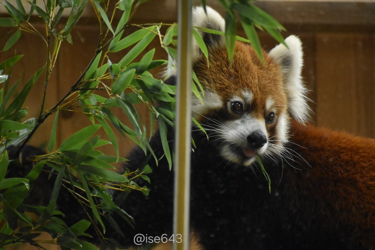 ise643's tweet photo. ずんくんです😊
📷️2026.10.21
#東山動植物園
#レッサーパンダ
#ずん https://t.co/C16rvnN14L