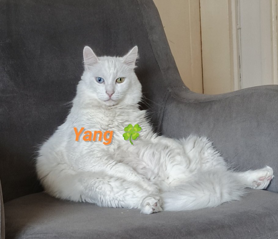 SilentSovery's tweet photo. @datdaiphu Benim denge varlıklarım 🍀🙃 #yinyang ☯️ https://t.co/RlvjZV65D2