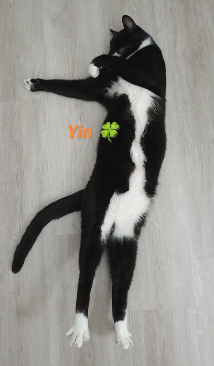 SilentSovery's tweet photo. @datdaiphu Benim denge varlıklarım 🍀🙃 #yinyang ☯️ https://t.co/RlvjZV65D2