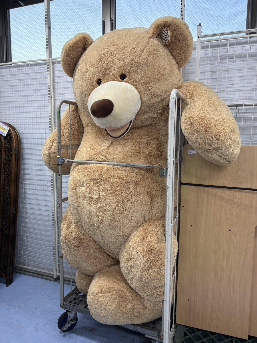 kimbleofficial's tweet photo. キンブルにもクマが出ました
7,700円で退治できます
当日中に連れて帰れる人限定です
（取り置き不可）
みよし店 https://t.co/ZOWZQ5GP8C