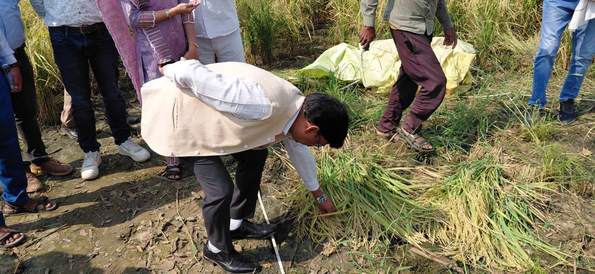 dm_hathras's tweet photo. जिलाधिकारी सत्य प्रकाश पटेल ने विकास खण्ड मुरसान के ग्राम दयालपुर में किसान भगवान सिंह के खेत पर धान की फसल की क्रॉप कटिंग का स्थलीय निरीक्षण किया। निर्धारित प्रक्रिया के तहत 10×10 मीटर क्षेत्र में क्रॉप कटिंग कराई गई, जिसमें कुल 14.780 किलोग्राम धान की उपज प्राप्त हुई।

जिलाधिकारी ने संबंधित अधिकारियों को क्रॉप कटिंग प्रयोग निर्धारित मानकों के अनुरूप निष्पक्षता एवं पारदर्शिता के साथ संपन्न कराने तथा उपज के आंकड़ों का सटीक संकलन सुनिश्चित करने के निर्देश दिए। उन्होंने कहा कि वैज्ञानिक एवं विश्वसनीय उपज आकलन से फसल उत्पादन के वास्तविक आंकड़े प्राप्त होते हैं, जो प्रधानमंत्री फसल बीमा योजना सहित संबंधित सरकारी योजनाओं के अंतर्गत पात्र किसानों को नियमानुसार लाभ दिलाने में महत्वपूर्ण भूमिका निभाते हैं।

@CMOfficeUP @UPGovt
@myogiadityanath @InfoDeptUP
@ChiefSecyUP @sppatel69

#Hathras #जिला_प्रशासन_हाथरस #CropCutting #PMFBY