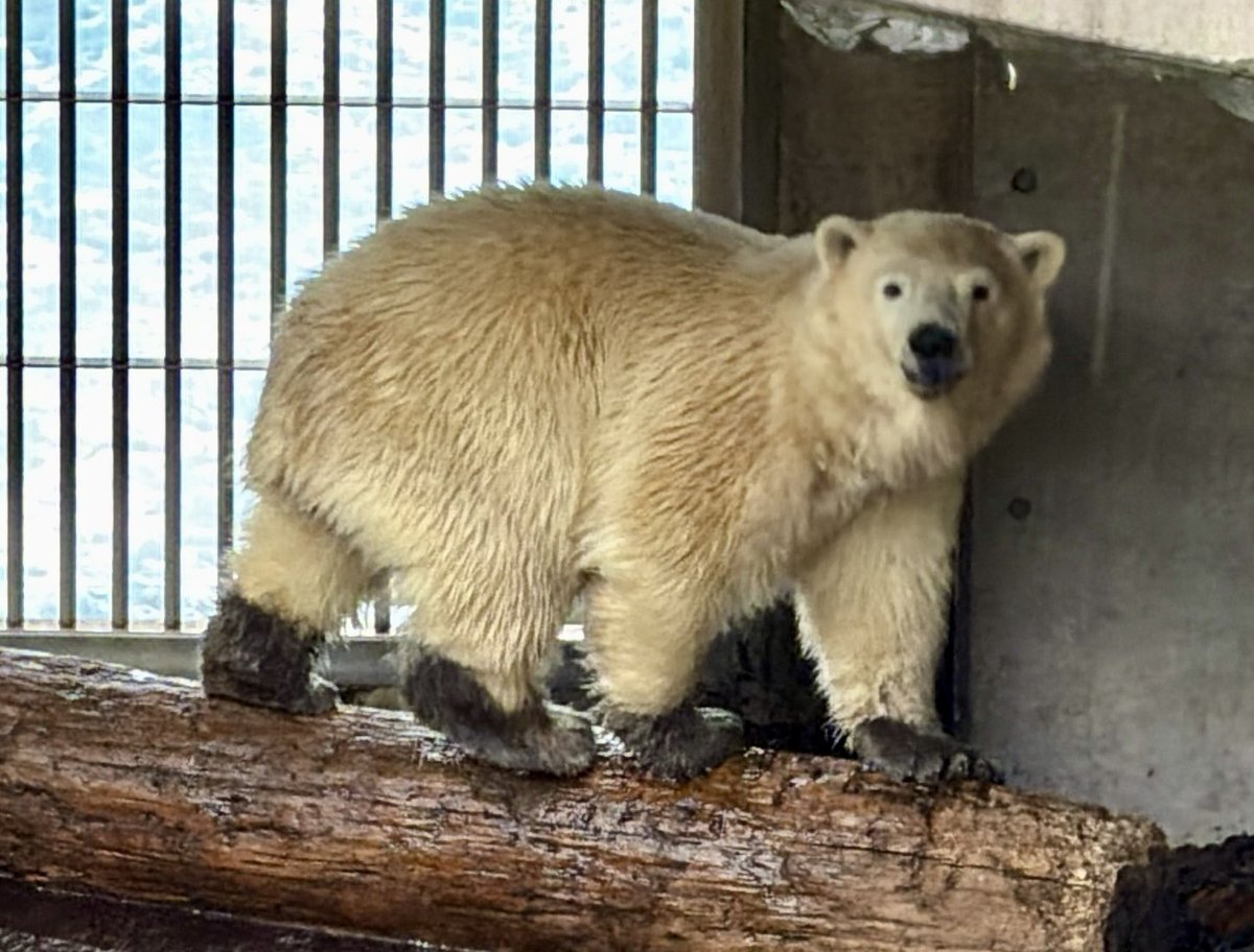 yukimoemoe's tweet photo. くつした！

#モモ太　#ホッキョクグマ　#男鹿水族館　#polarbear https://t.co/SPjpedqPd6