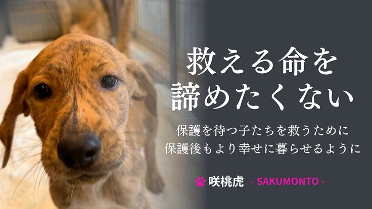 READYFOR_cf's tweet photo. 宮崎県で犬猫の保護活動に取り組むNPO法人咲桃虎が、保護施設の拡充に挑戦中です。

保健所からの保護を待つ犬猫は100頭以上いますが、施設のキャパシティは限界をむかえ、一部の子は繋いで飼育せざるを得ません。

保護施設の増設と安全なフェンスの設置で、すべての命が安心して過ごせる環境を目指します。ご支援をお願いします。
https://t.co/80u7wM5fFo