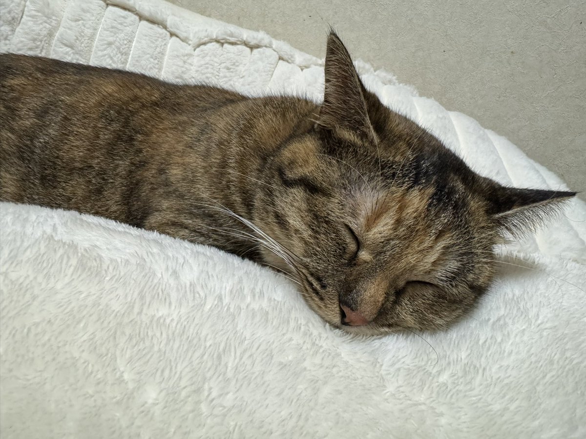 eve_amaenbou's tweet photo. そこはあたしのクッション、、、 https://t.co/9yqYmzCMuf