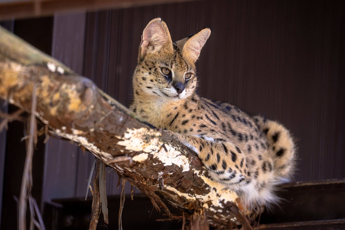 CbK2cA4AkktKJge's tweet photo. 『サーバルキャット』

#サーバルキャット
#のんほいパーク #豊橋総合動植物公園
#愛知県 #豊橋市 #動物園
#α1II #α1Ⅱ #100400MC #SEL100400MC https://t.co/id8wbwAxPW