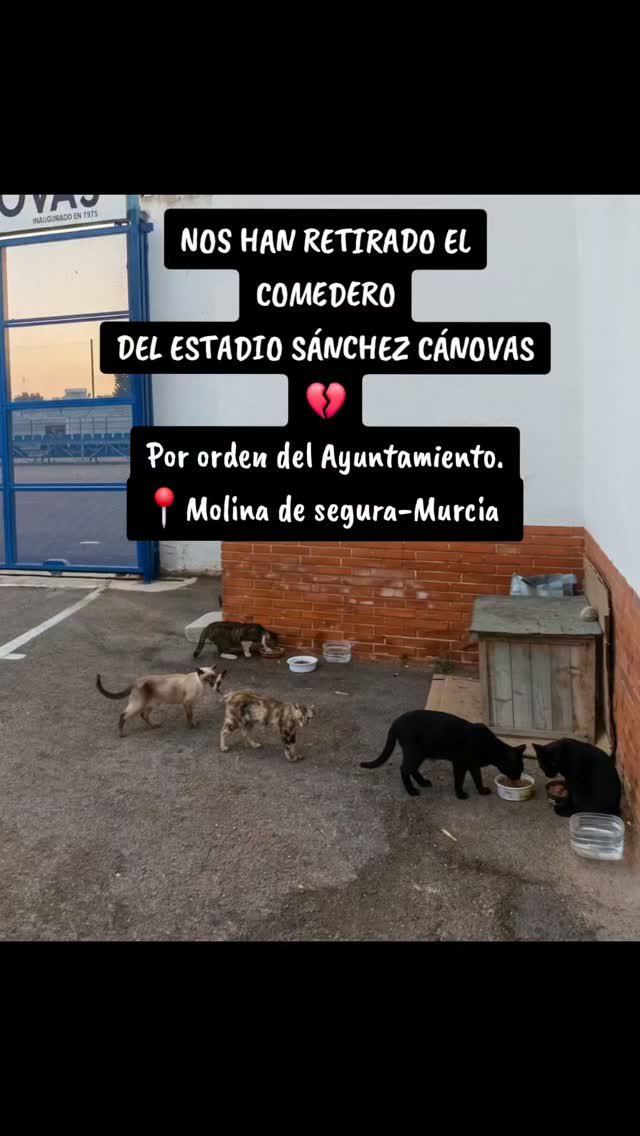 john_doe1237's tweet photo. @AytMolinaSegura le habéis retirado el comedero y el único refugio que tenían esos gatos no se si será legal o no pero INHUMANO es y mucho no habéis dado ni una solución pienso publicar este tweet hasta que esos gatos tengan su comedero y refugio https://t.co/4UaCA7wLej