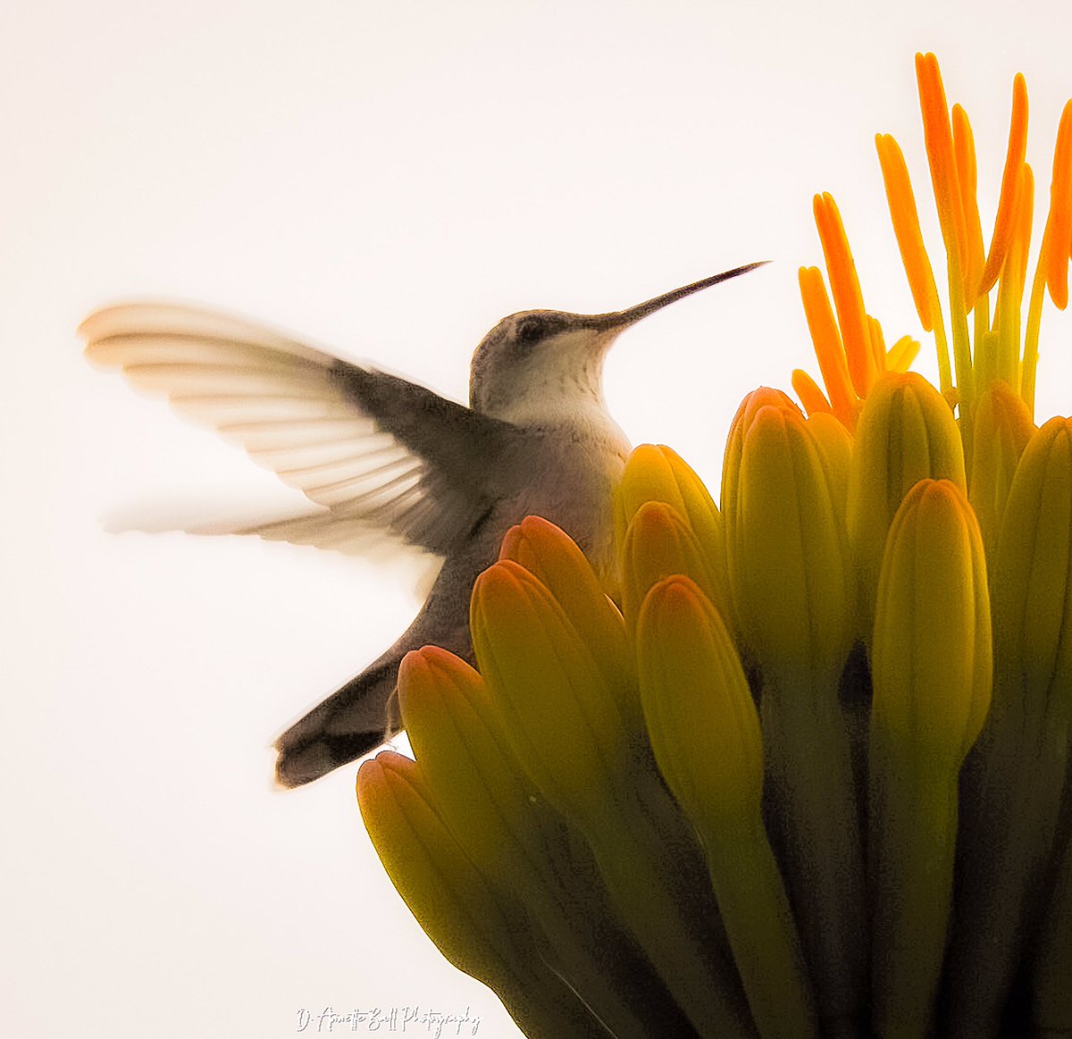 objetsdot's tweet photo. @DailyPicTheme2 #DailyPictureTheme  #Tiny hummingbird https://t.co/RmSkNkwfYp