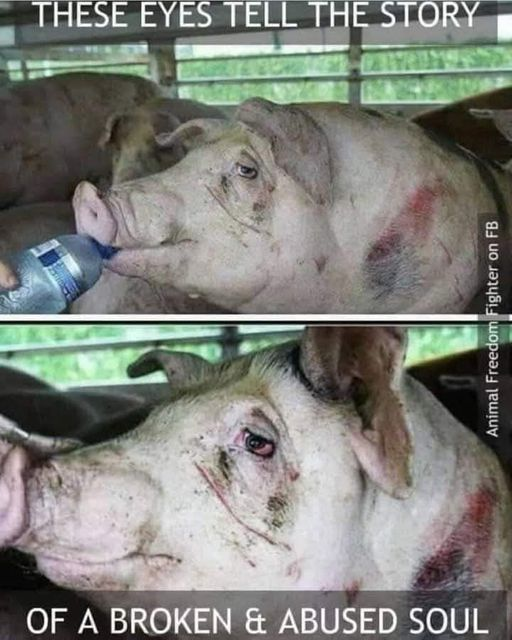 WhyNotVeganism's tweet photo. https://t.co/2d9GtyNtJg