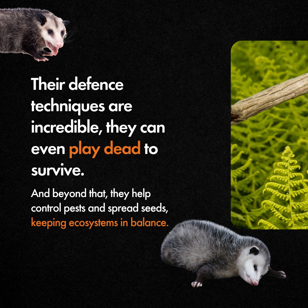 MoveTheWorld's tweet photo. Around opossums, myths and misinformation have been built, but the truth is they are far more than that. https://t.co/uK68GWt7PF