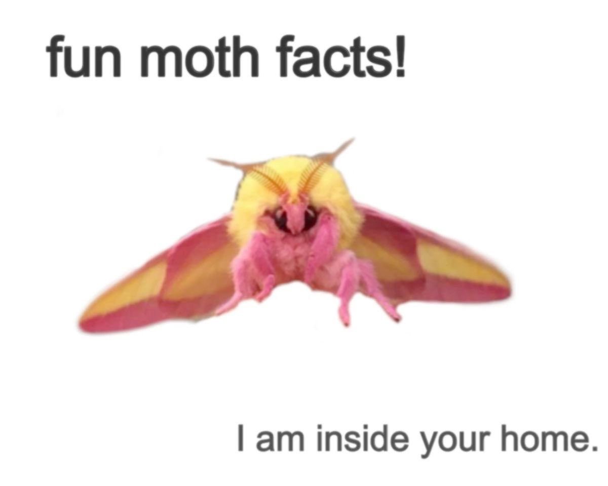 motheinsect's tweet photo. https://t.co/YqJTmvjLsa