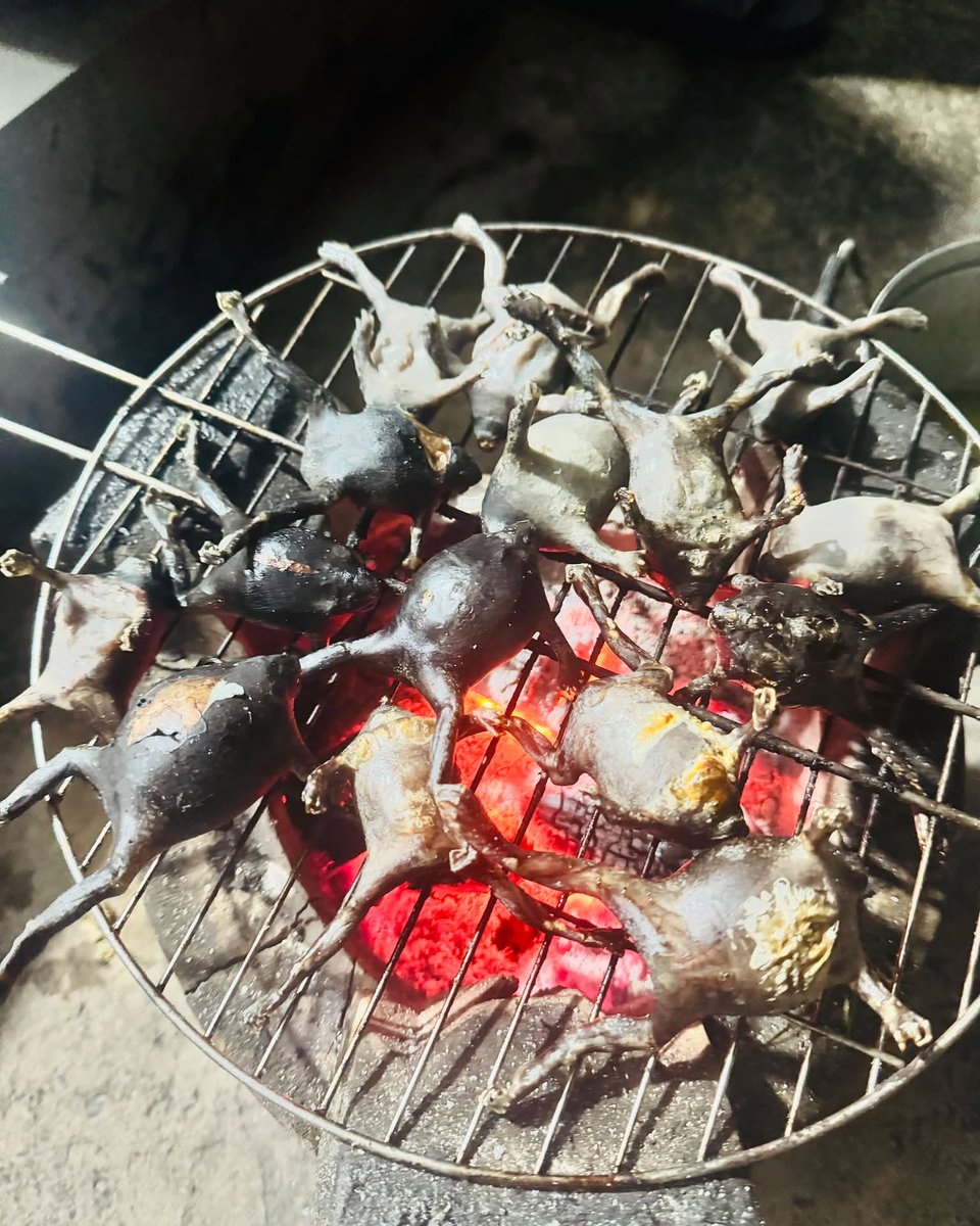 StetsrSPeter7B4's tweet photo. Con này mấy bữa nay đang ồn ào nè mọi người. Có người ăn được, có người không. Còn ai chưa biết không? Dậy sớm 4h21, chúc mọi người ngày mới thành công. https://t.co/h0WtRwZncO