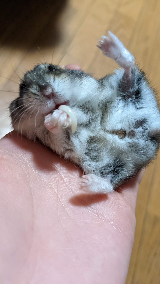 Komame_my's tweet photo. うちにいたハムスターです。TLを浄化してください https://t.co/JJ4vIwreHf