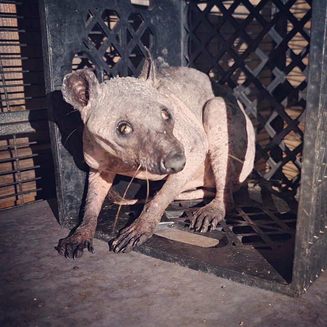 NotThatJesus's tweet photo. @Daily_MailUS It's a hairless raccoon https://t.co/aUG0MIIoHY
