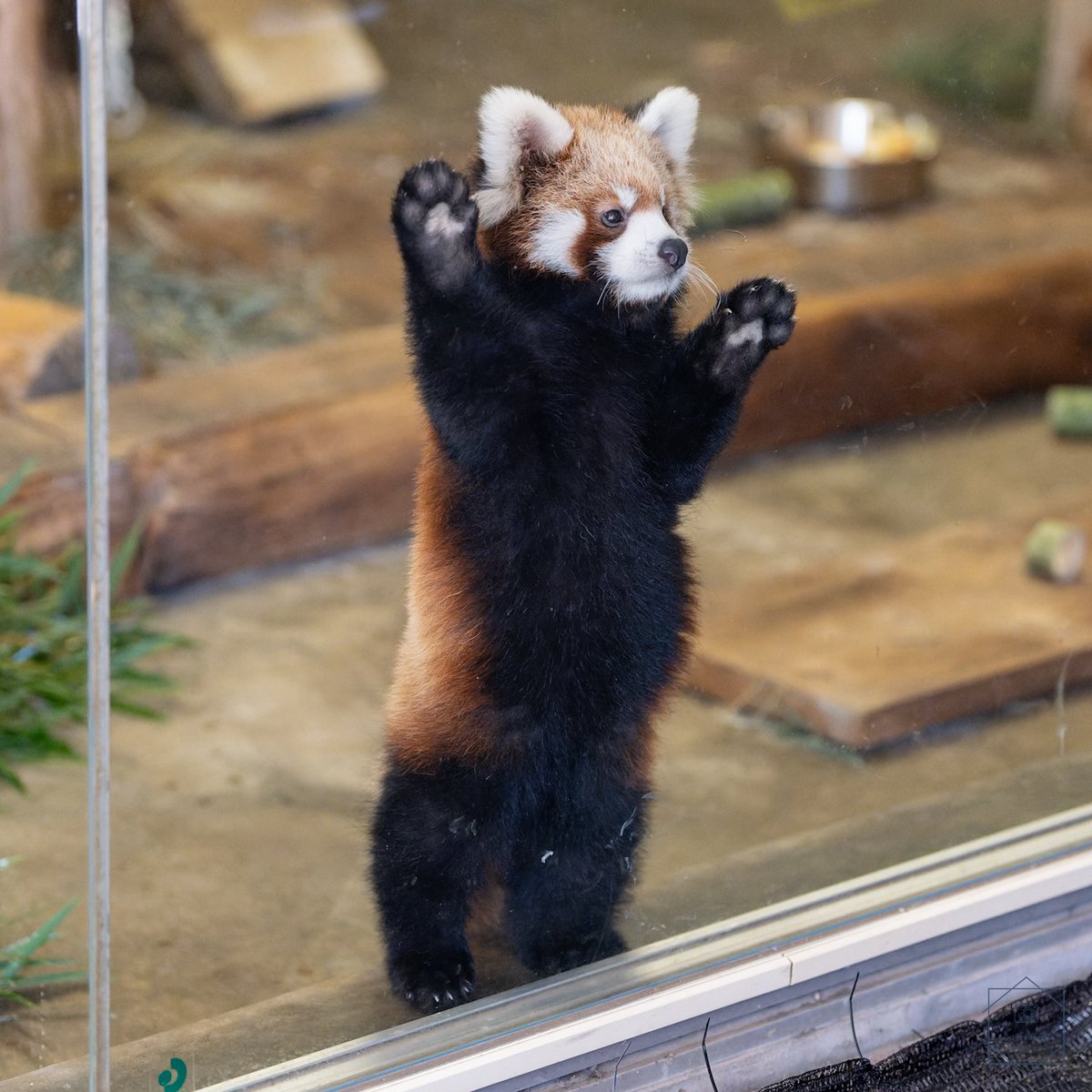 kaki_RedPanda's tweet photo. お腹がかわいすぎて…😂

#きのこ
#レッサーパンダ
#羽村市動物公園 https://t.co/9zxfiiPScq