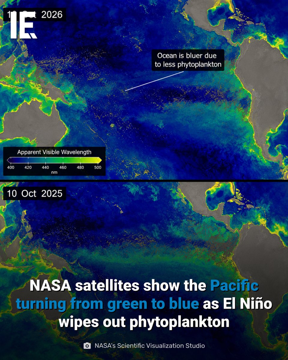 IntEngineering's tweet photo. Satellite images from NASA’s PACE satellite show a dramatic color shift across the equatorial Pacific over the past year, from green to deep blue, caused by collapsing phytoplankton populations. El Niño suppresses the upwelling of cold, nutrient-rich water that phytoplankton depend on, causing populations to drop sharply and stripping the ocean of its green and teal hues. NOAA estimates an 83% chance this year’s El Niño will be the strongest in 75 years. Sea surface temperatures in the eastern Pacific are already approximately 3 degrees above the long-term average, and the pattern could raise sea levels by up to 12 inches in affected coastal zones, increasing flood risk. Scientists warn the cycle could have devastating global weather effects throughout 2027.