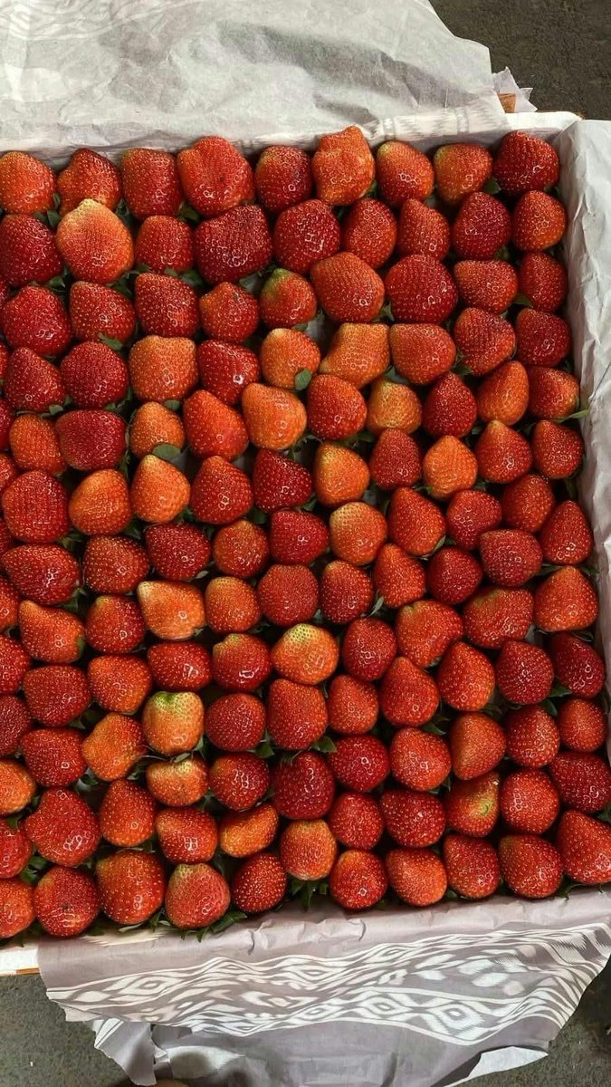 FFOODFESS's tweet photo. manteman akhir nya strawberry ku kembaliiiii setelah libur 2minggu🥳yang mau cobain atau tanya2 sini cepat merapat, fresh di petik dan kirim di hari yang sama yaaa ini🍓🥰
 pengiriman dari bandung via pax*l yaaaa fess 🚛 https://t.co/12c8nVHlKU