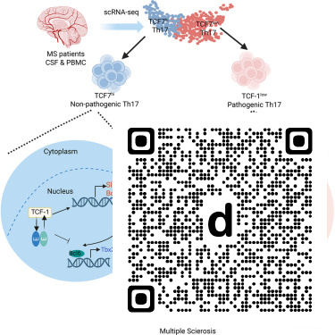 CellReports's tweet photo. The TCF-1-E-protein axis preserves stem-like Th17 identity and prevents autoimmune pathology dlvr.​it/TW0fGy https://t.co/CEfykE1dsx