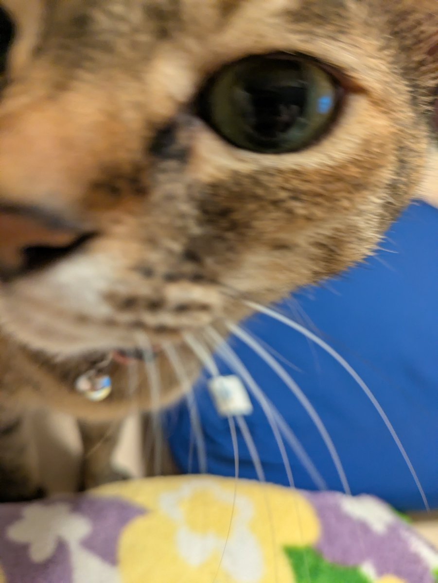 mie67o's tweet photo. 近い近い！www　#とらちゃん　#ねこ　#アップ https://t.co/ZMVK9QhUEZ