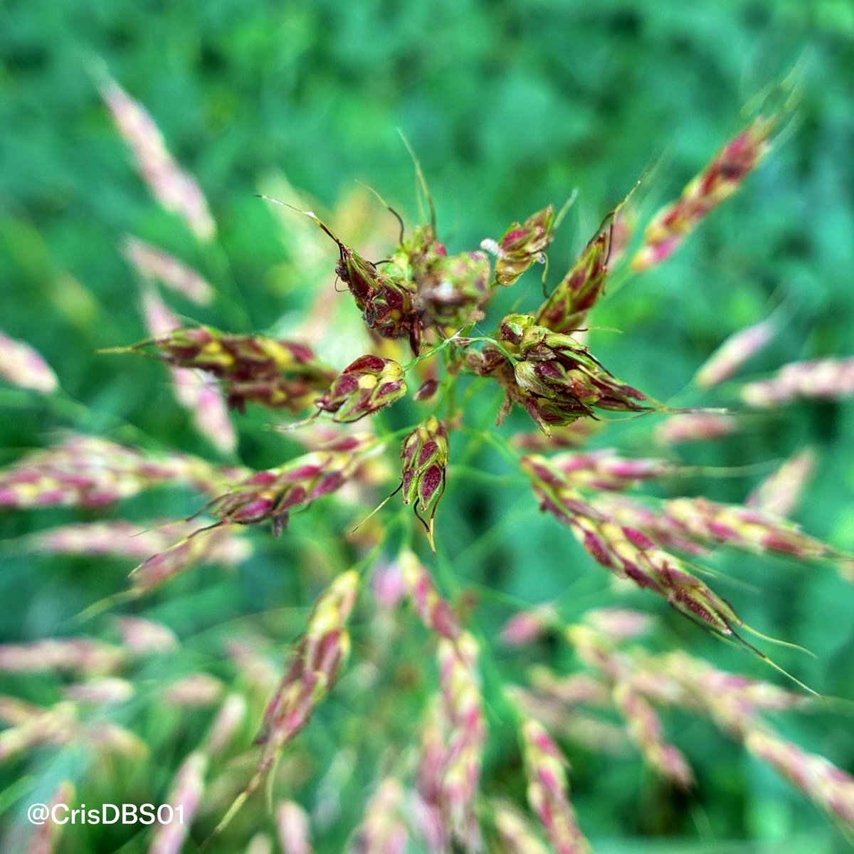 CrisDBS01's tweet photo. Johnson grass closeup (Sorghum halepense)

#macroworld #closeupshot #natureunderglass #wildflora #visualcreators #macro_captures #detailsmatter