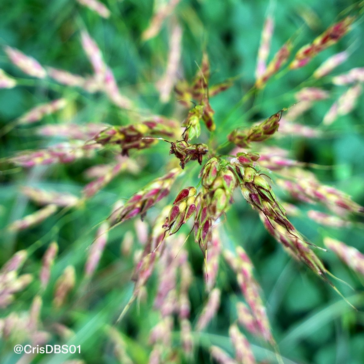 CrisDBS01's tweet photo. Johnson grass closeup (Sorghum halepense)

#macroworld #closeupshot #natureunderglass #wildflora #visualcreators #macro_captures #detailsmatter