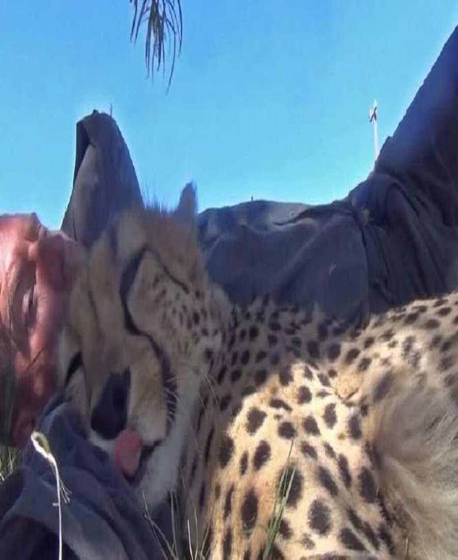 NaturellScience's tweet photo. A wildlife photographer "Dolph Volker" slept beside a cheetah "Eden" as it rested peacefully near him 

This remarkable encounter took place at a wildlife sanctuary in South Africa. Eden approached him lay beside him, and gently nuzzled him. The moment showed the surprising bond https://t.co/i7IBaVDiAN