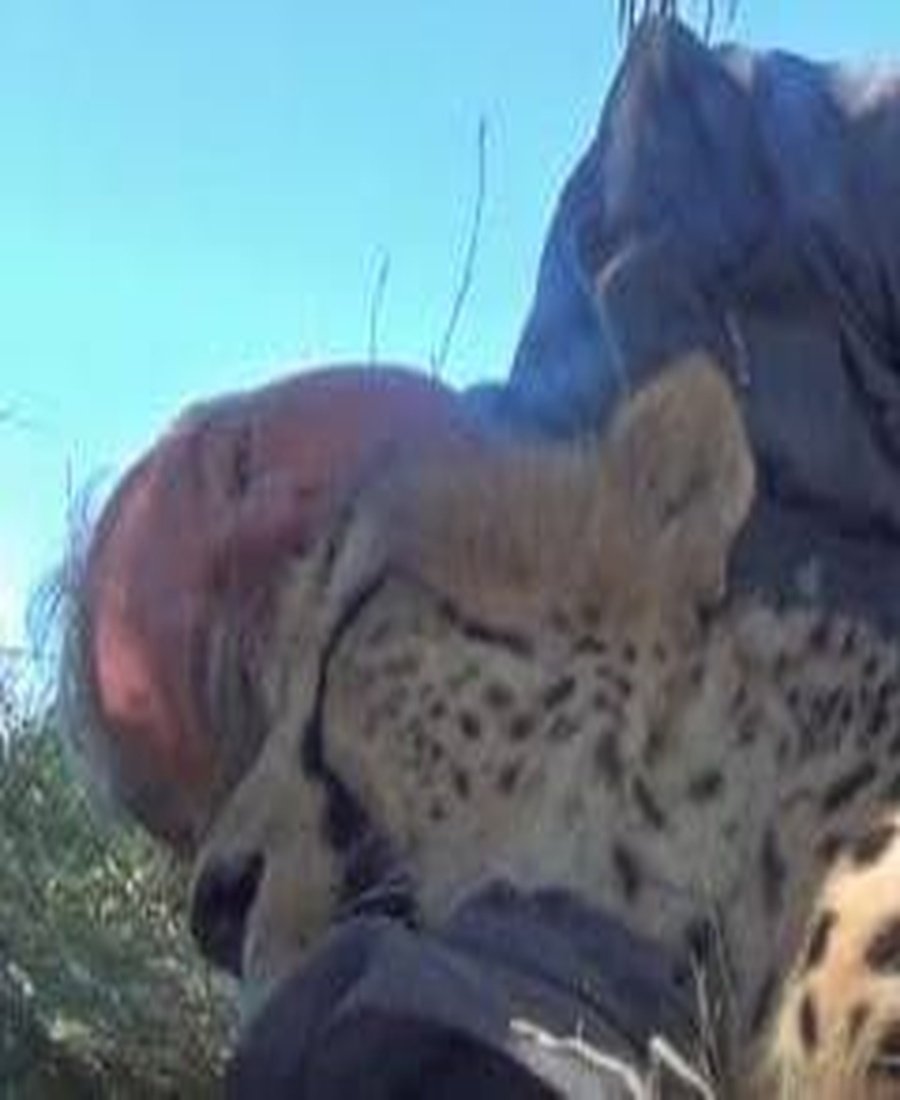 NaturellScience's tweet photo. A wildlife photographer "Dolph Volker" slept beside a cheetah "Eden" as it rested peacefully near him 

This remarkable encounter took place at a wildlife sanctuary in South Africa. Eden approached him lay beside him, and gently nuzzled him. The moment showed the surprising bond https://t.co/i7IBaVDiAN