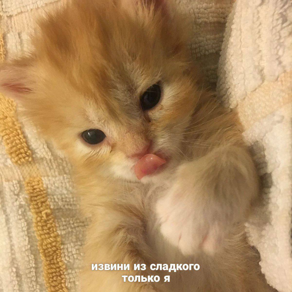 s8kgo5's tweet photo. Завтракала энергетиком, обедала кофе. Из-за работы и стресса не могу нормально поесть. https://t.co/bHKNgVAdOY