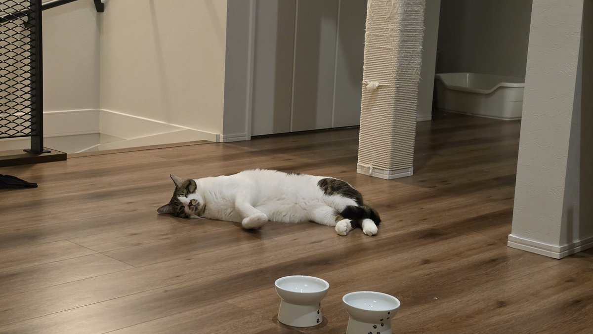 Cococococat7's tweet photo. 今日あっついね
猫全部溶けてる https://t.co/AW8L66G0fX