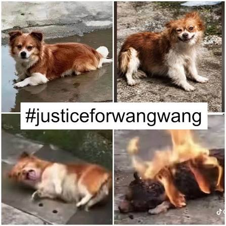 CalCopWatch's tweet photo. #JusticeForWangWang And Her Animal Friends! https://t.co/lsGknQ4WsO #CantonFair #CantonFair2026 #Canton #China https://t.co/U27FKuqzhB