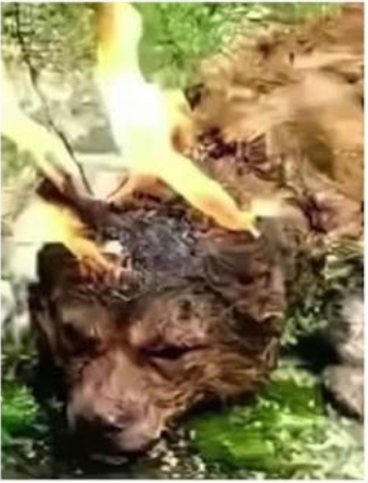 CalCopWatch's tweet photo. #JusticeForWangWang And Her Animal Friends! https://t.co/lsGknQ4WsO #CantonFair #CantonFair2026 #Canton #China https://t.co/Fvw1b8jq4c