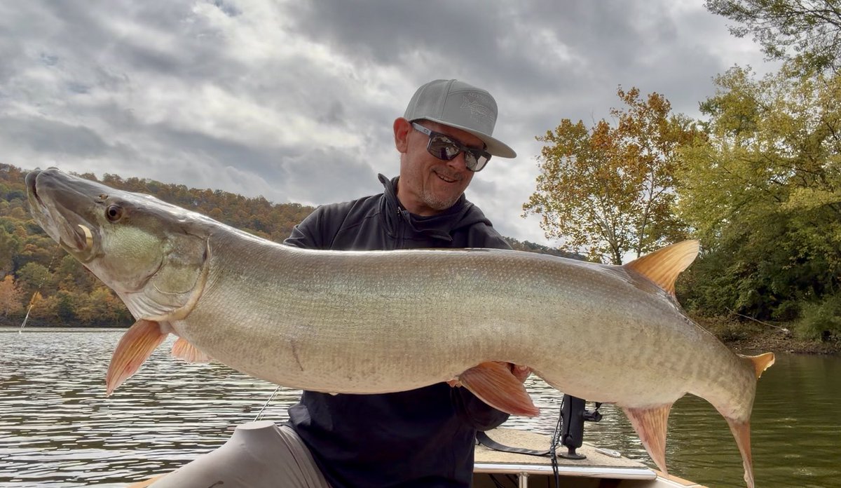 KeystoneAngler's tweet photo. BIG PA Musky on the fly! Incredible fight and incredible fish! 🐊🎣 https://t.co/bGpihw91Xq