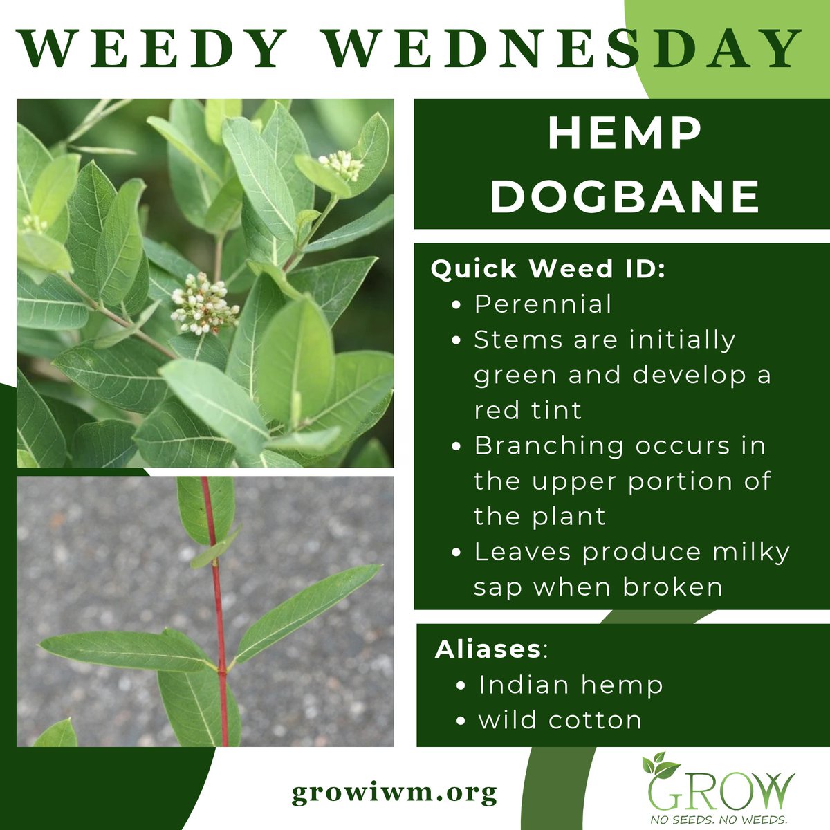 GetRidOfWeeds's tweet photo. Today is another Weedy Wednesday, a monthly spotlight on weed identification tips from GROW!  

Suzannah Hale, a then-Virginia Tech graduate student with Dr. Shawn Askew (and now a University of Florida Ph.D. student with Dr. Eli Russell), has some quick tips on how to identify hemp dogbane!

Learn more about hemp dogbane here: https://t.co/4vJupq0imG

#growiwm #integratedweedmanagement #hempdogbane #weedcontrol #farming #agriculture #rowcrops