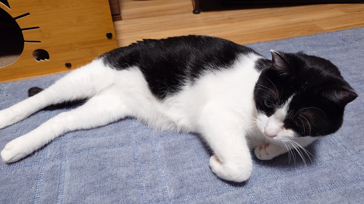 HM05886342's tweet photo. きり🐱
甘えん坊の長男にゃんこ「きり」 10月21日、突然、虹の橋を渡ってしまいました。昨日の夜は一緒にゴロゴロして、今朝は「とろ～り」を食べて元気だと思ってました。ごめんね、気付いてあげられなくて。「きり」と過ごした6年間、私・妻・息子は楽しくて幸せ。たくさん、たくさん、ありがとう。 https://t.co/aVUcXIzc6y