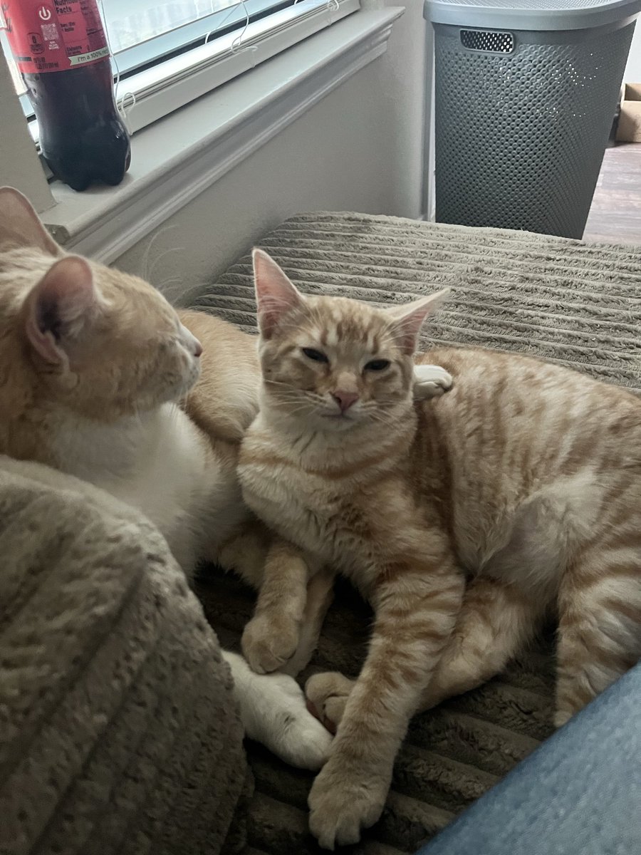 Cruz17Vill's tweet photo. @SueHappy3 Here are my two 🐈 🧡 https://t.co/RQYL3YGnDt