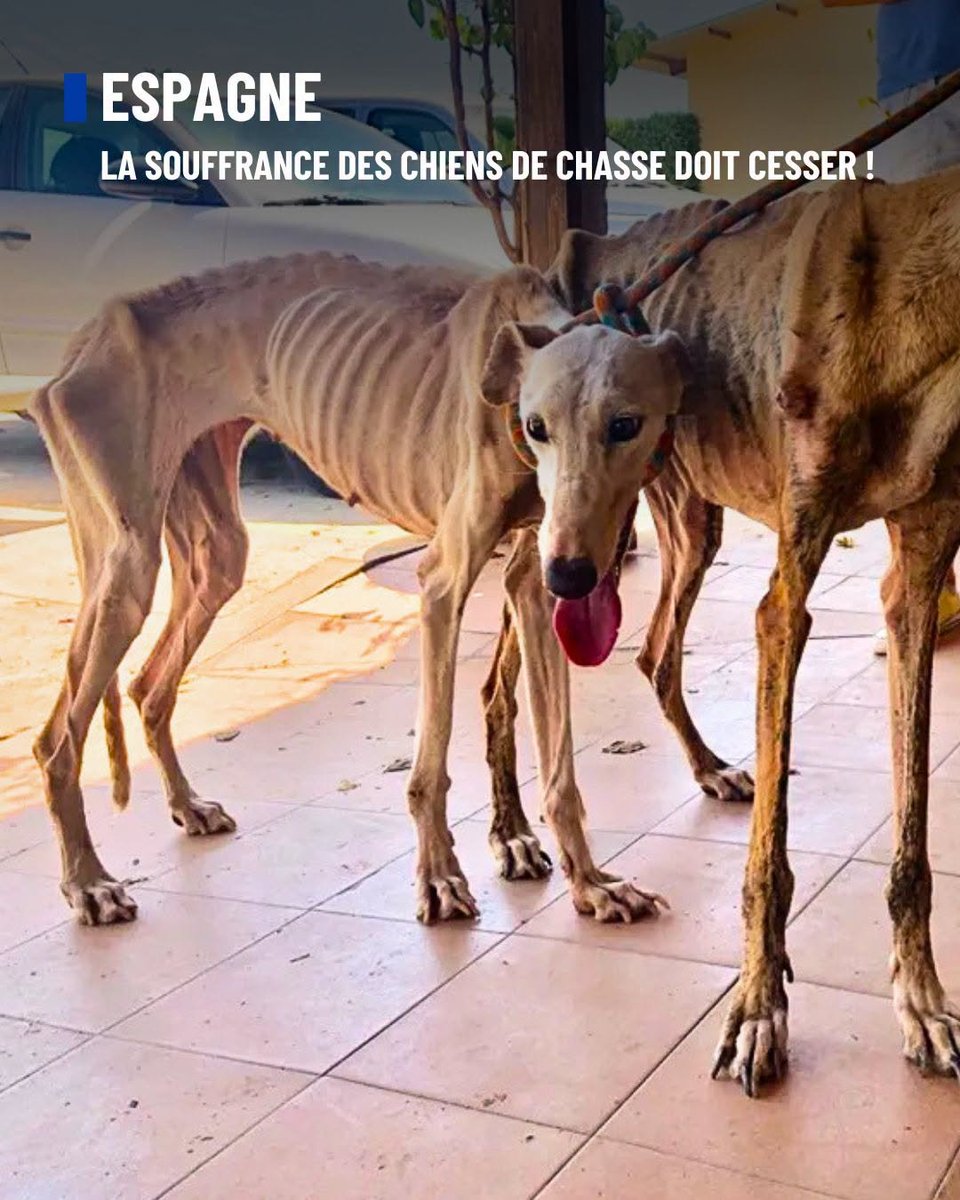 ChasseAbolition's tweet photo. #Espagne : la #souffrance des chiens de #chasse doit cesser !
https://t.co/YO7YoUZ2WL https://t.co/hTTwTuy6uo