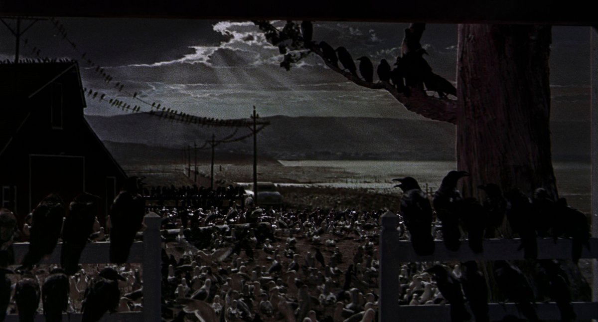 HauntedMovies's tweet photo. The Birds (1963) dir. Alfred Hitchcock https://t.co/uoU3MwhWWe